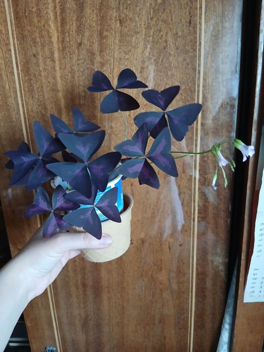 Кислиця трикутна Oxalis triangularis