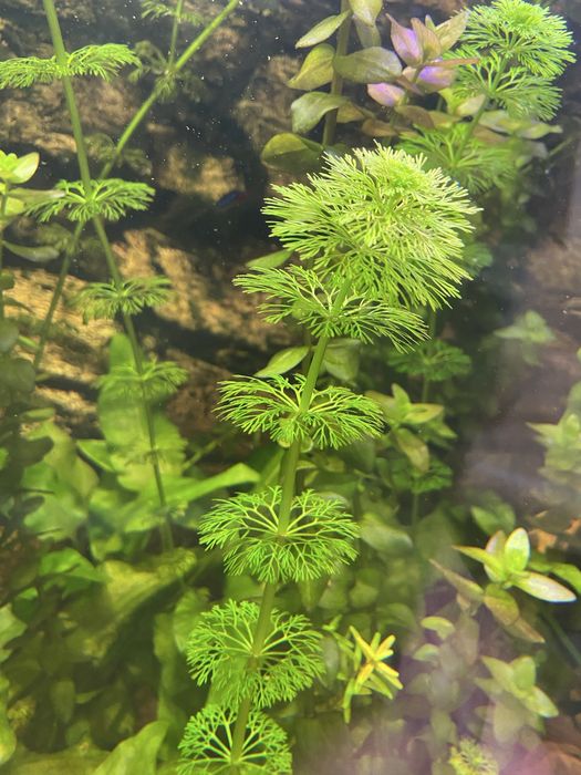 Roślina akwariowa ...Cabomba,Limnophila,Wąkrotka,Bakopa ,Rotala Red