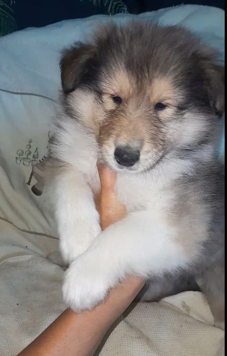 Колли   кобельки