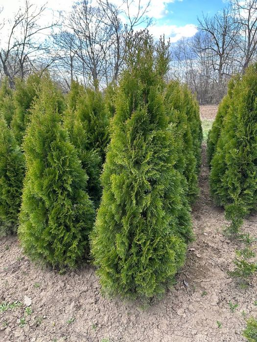 Туя смарагд насадження