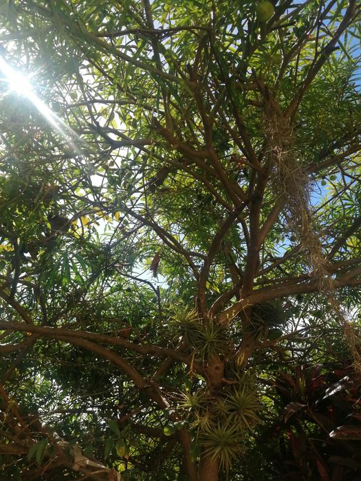 Semente de Planta mini jarros