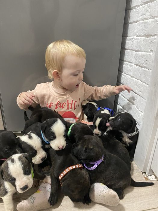 Щенята Кане-Корсо