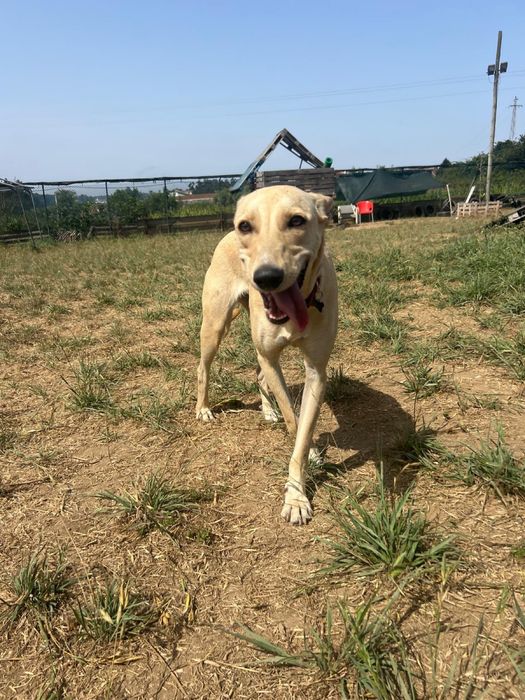 Cadela bebé para adoçao