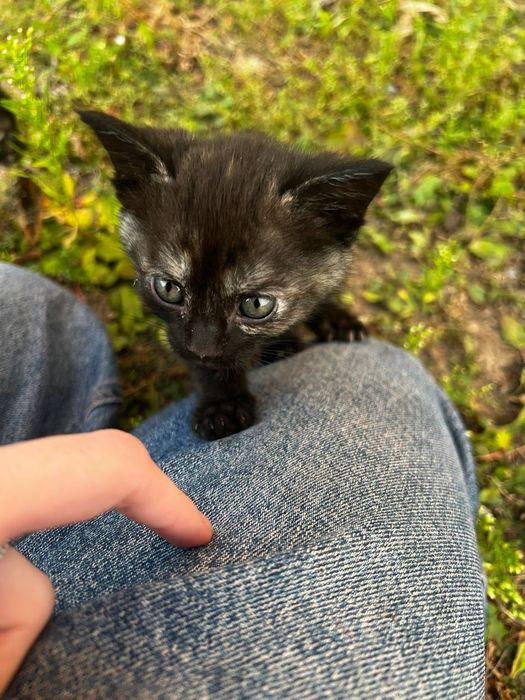 Відамо в хороші руки кошенята