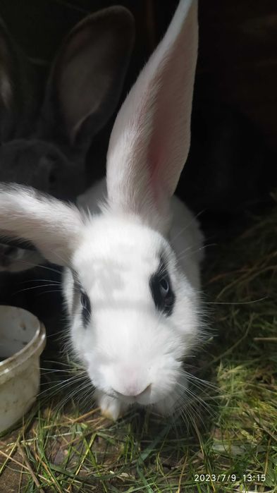 Молодняк кроликів