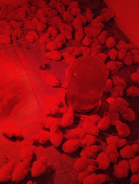 Перепілки різного віку