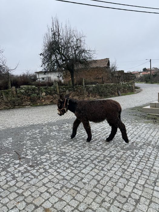 Burro de Raça Autóctone Mirandesa