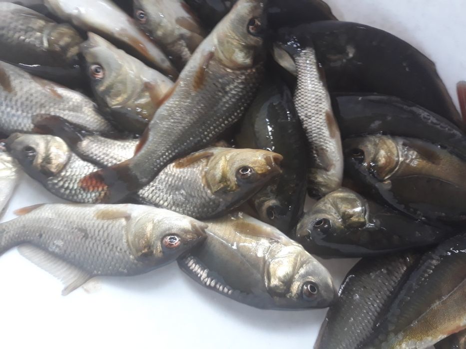 Karp narybek stawowy