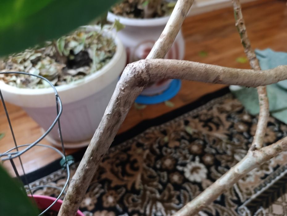 Вазон 1м20см вік 10 років