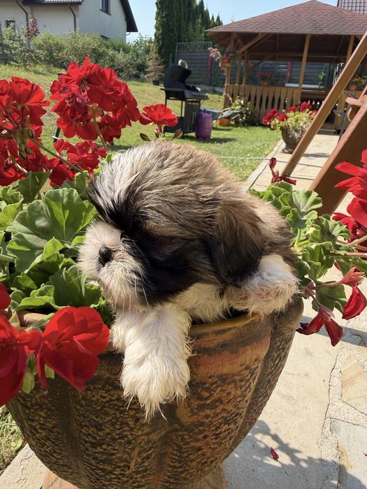 Shih-Tzu piękny piesek gotowy do odbioru !