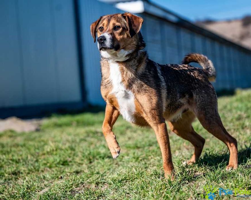 Wesoły i rezolutny SIMS poleca się do adopcji