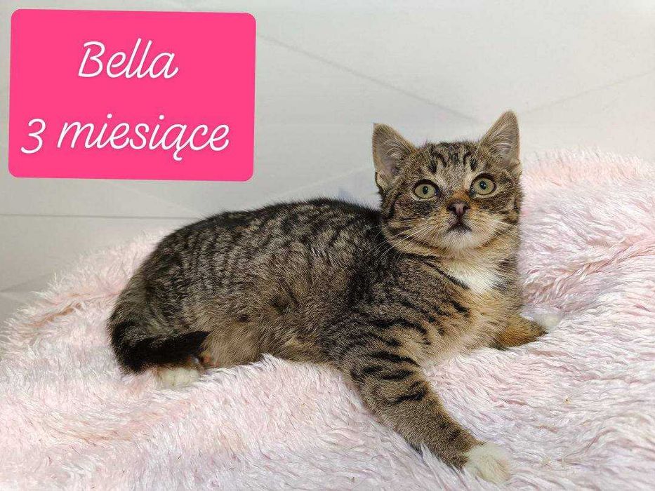 kociaki w fundacji kocia szansa