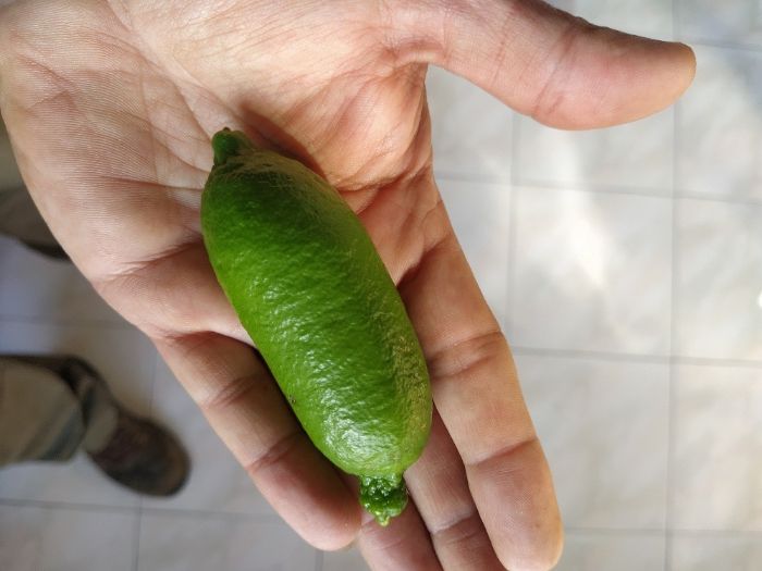 limoeiro de limão caviar