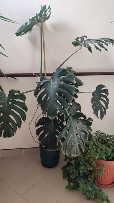 Monstera duża kwiat
