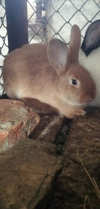 Бургундский та Каліфорнія кролі