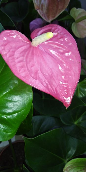 Антуріум Маine +рідкісні сорти