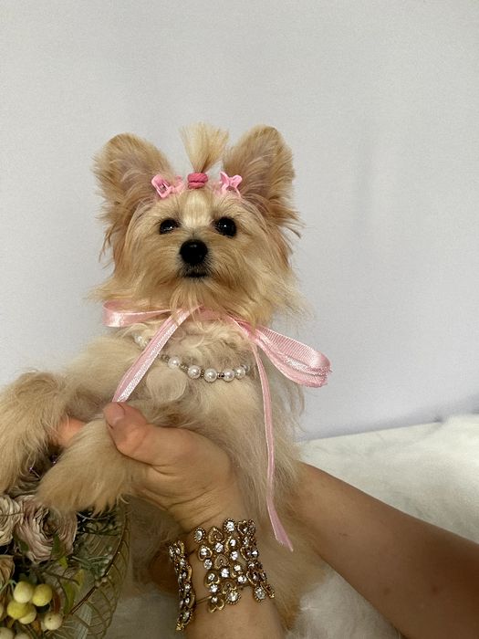 Помапу — Маленькі моделі для обіймів