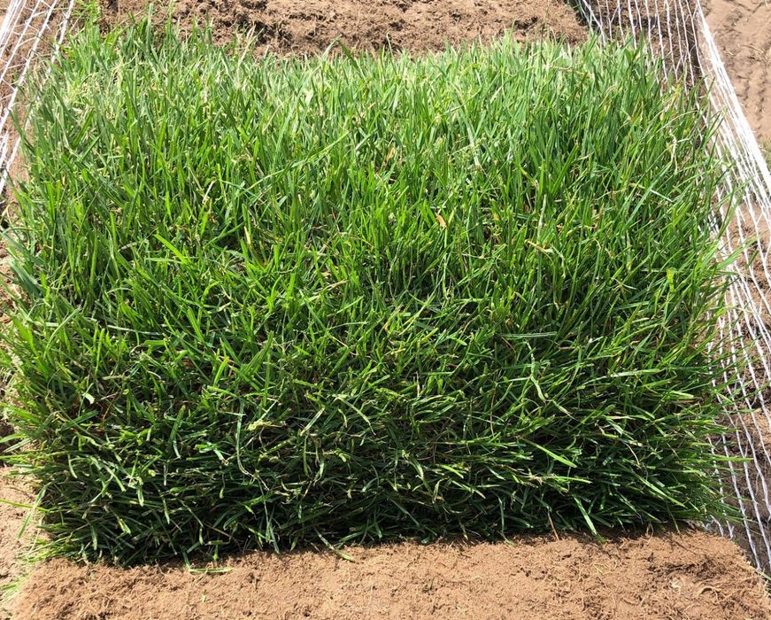 Trawa w rolce 'PREMIUM' 40m² | TRANSPORT pod dom