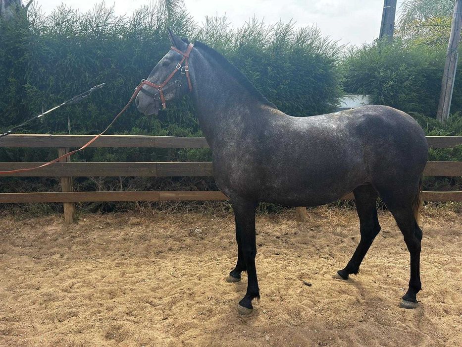 Poli. Vendo égua lusitana de 6 anos