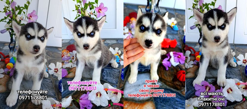 Дві дівчинки з яскраво-блакитними очима