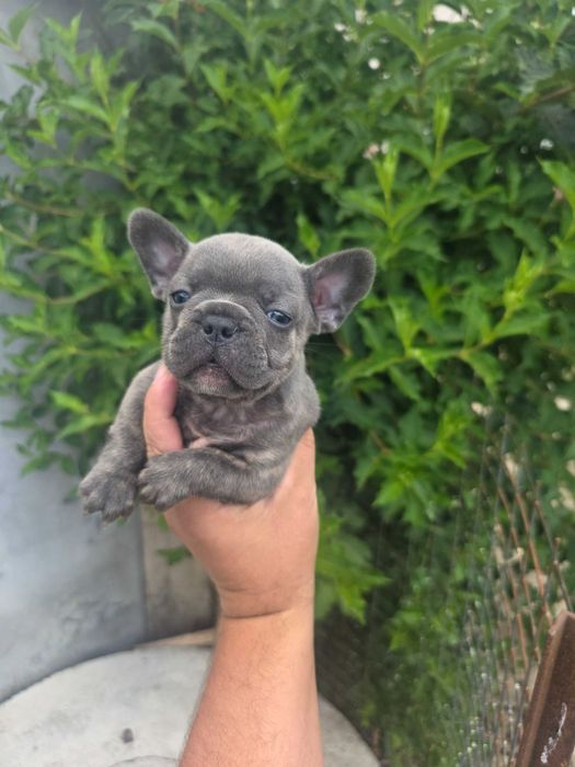 Bulldog frances blue brindle femea