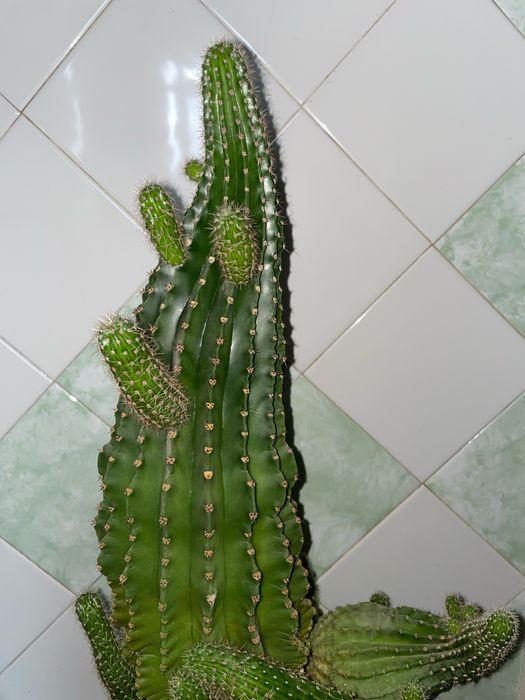 Кактус большой с множеством отростков, комнатные растения