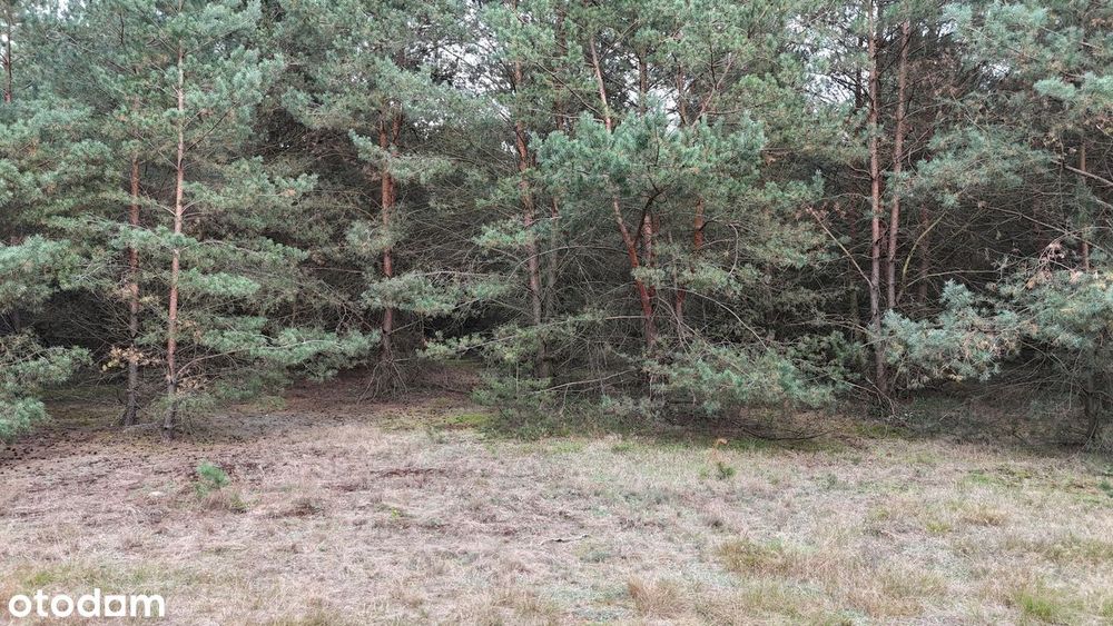 Działka budowlana w otulinie lasu, blisko zalewu, bezterminowe WZ. - Widok 3