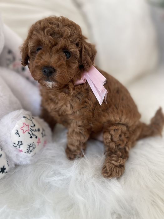 Обіймай і не відпускай  чарівні VIP Той-Пуделі тут!