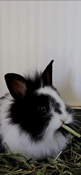 Siano dla królików,  świnek ..."Animals24 " eko- odpylone.