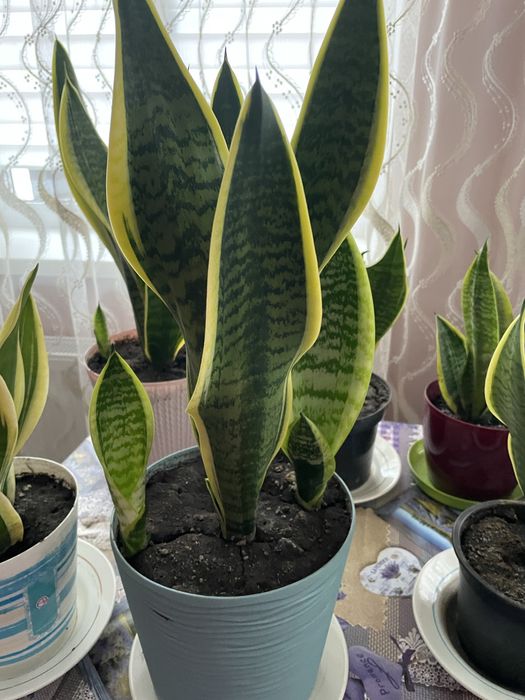 Сансев‘єрія,сансевієрія ,сансевиерия