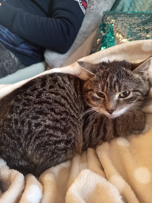 Mała kotka szuka domu niewychodzącego