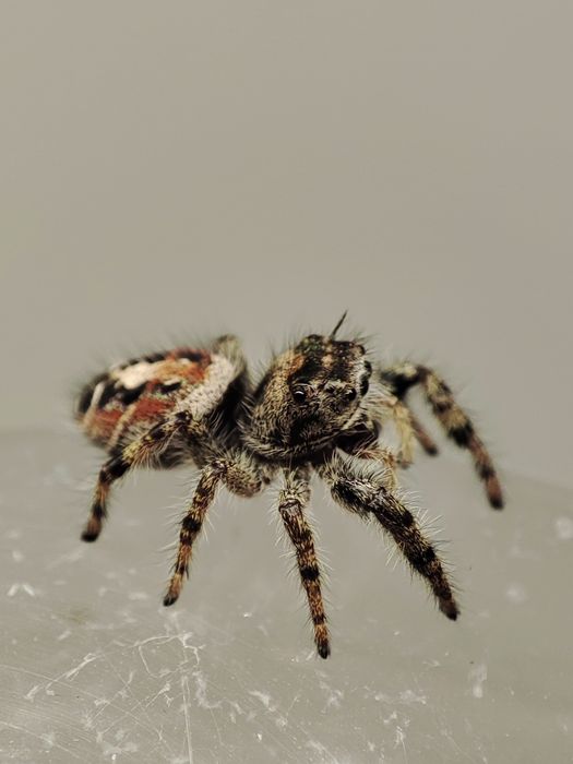 skakun Phidippus adumbratus