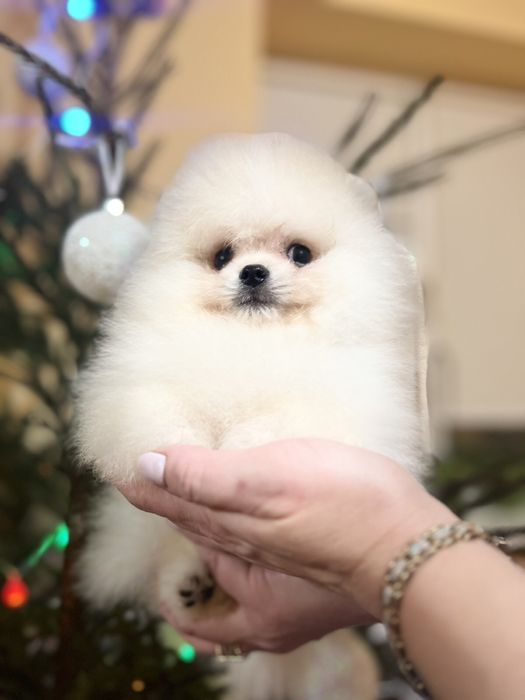 Куколный Мальчик