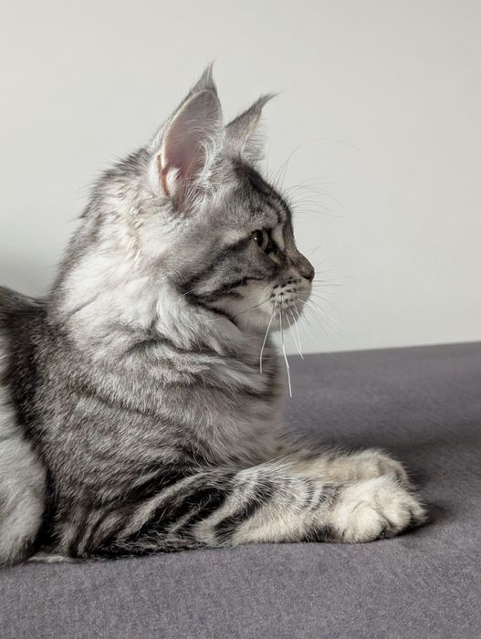 Kotka czarny klasyk Maine Coon. Opcja hodowlana .Zapraszamy