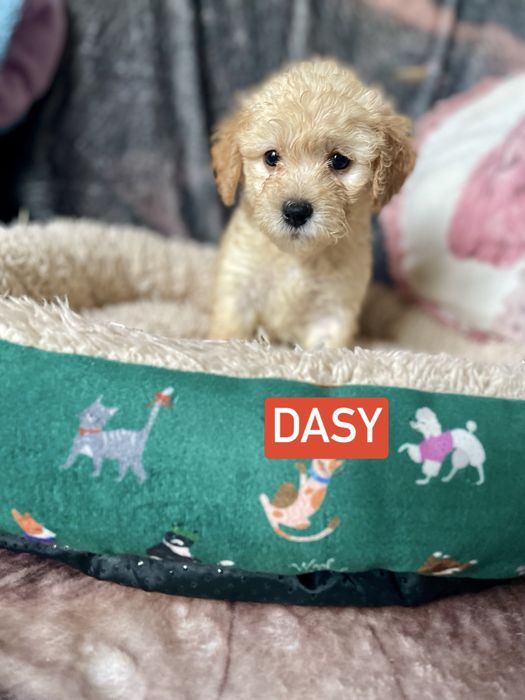Maltipoo maltańczyk pudel sunia