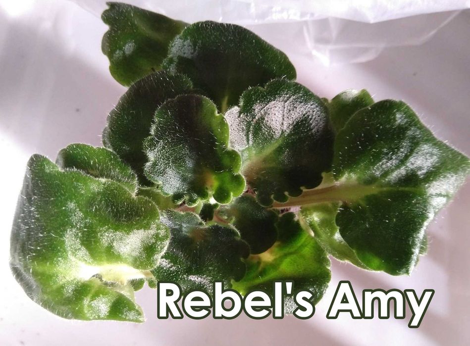 набор: 9 шт. фиалка взрослая-стартёры-детки(сенполия)