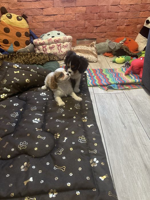 Cavalier king charles spaniel