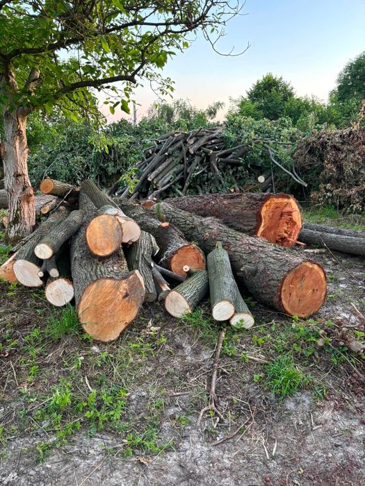 Sprzedam kłody drzewa modrzewia i lipy
