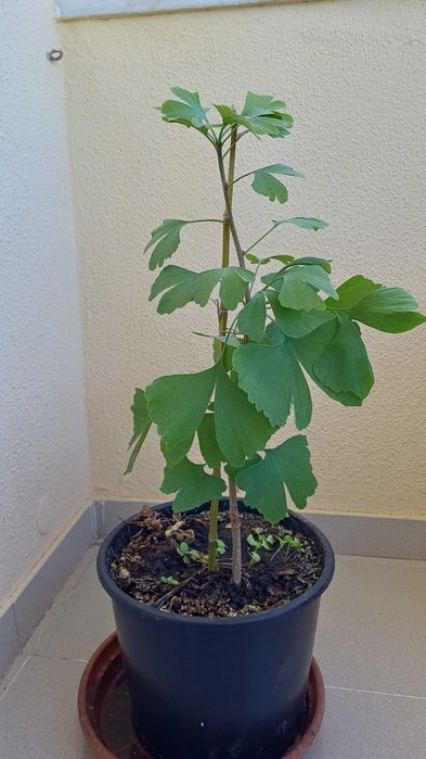 Árvore Ginkgo Biloba em vaso