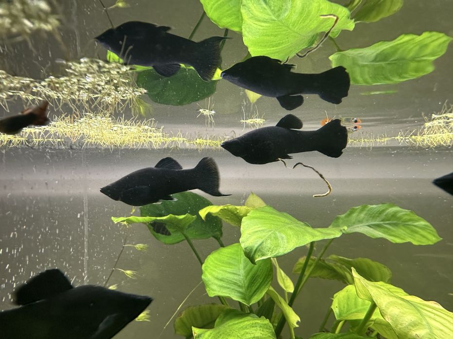 Molinezja czarna - samczyki