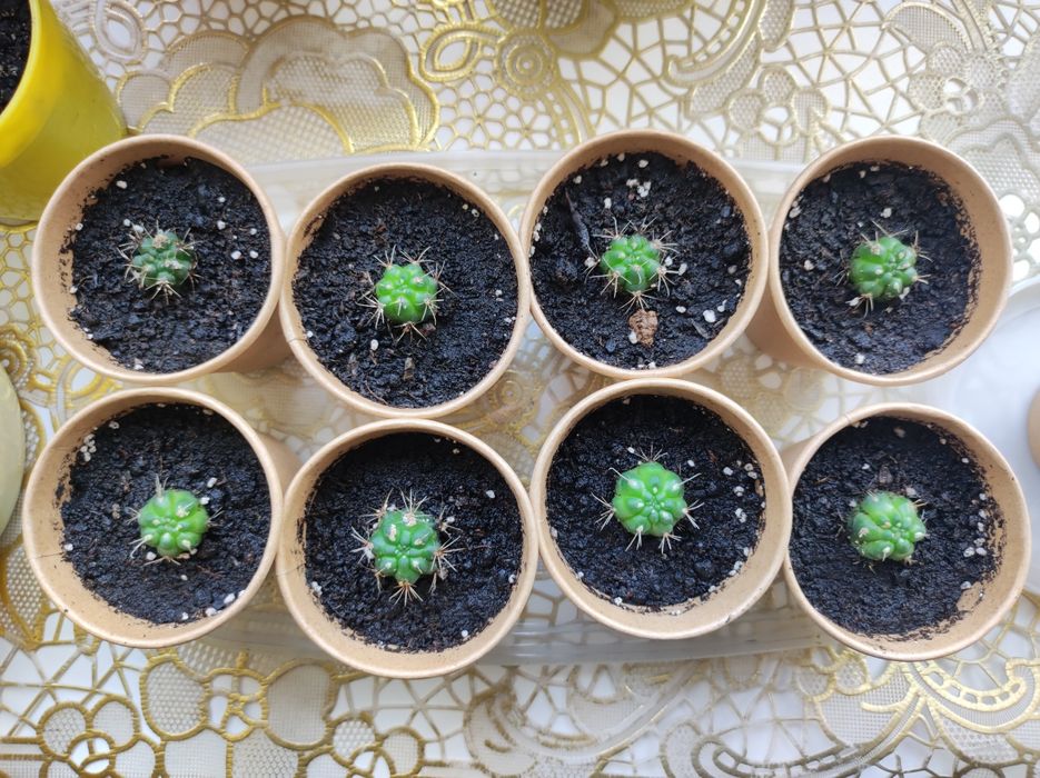 Кактус, маленькі саджанці, Gymnocalycium baldianum: 25 грн. - Комнатные ...