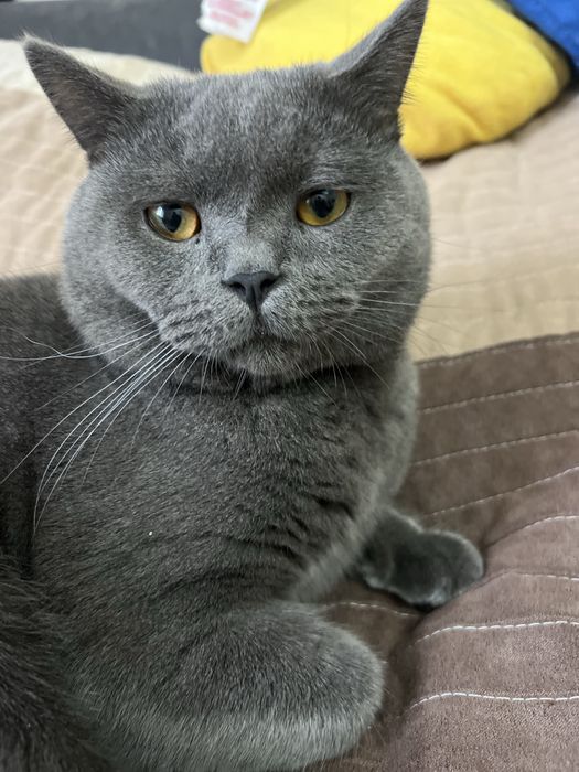 Шотландець прямовухий. Вязка