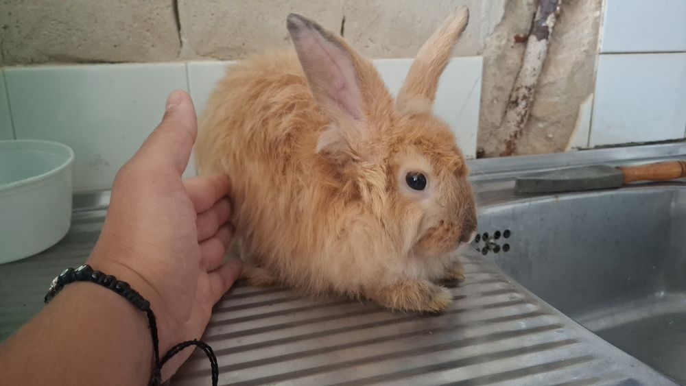 Coelhos pelodos muito fofinhos