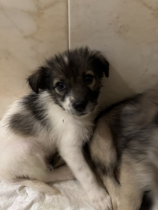 Отдам в хорошие и добрые руки