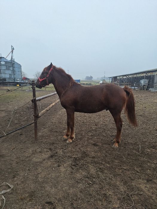 Dwuletni ogier w typie quarter horse