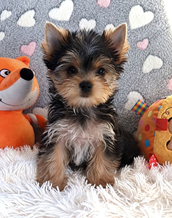 Piesek Yorkshire Terrier