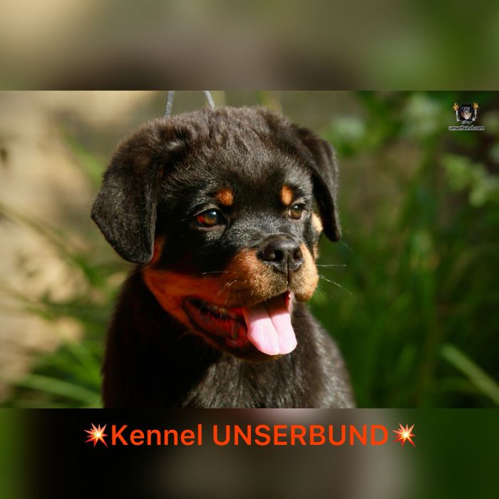 Елітний хлопчик ротвейлер – шоу-клас, преміум рівень