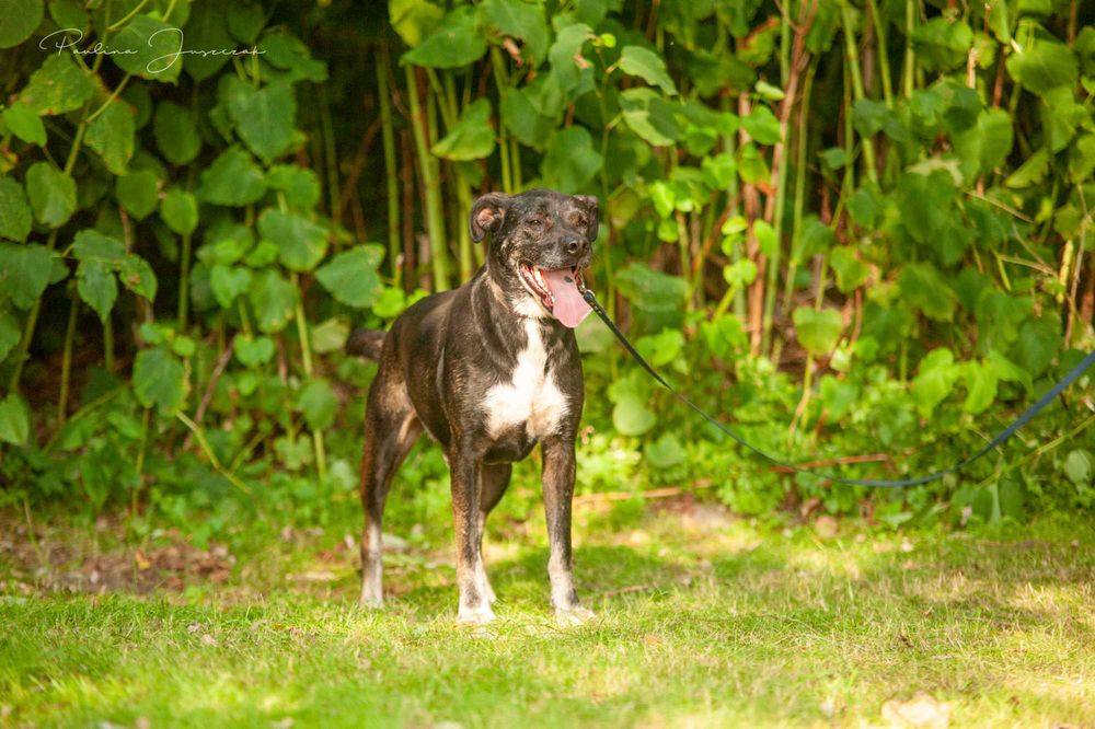 Biedny Lagos już dwa lata czeka na Ciebie, odezwij się!
