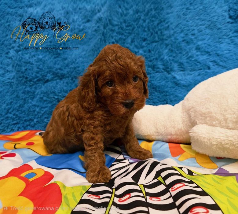 Cockapoo F1b Piesek Red Wafel