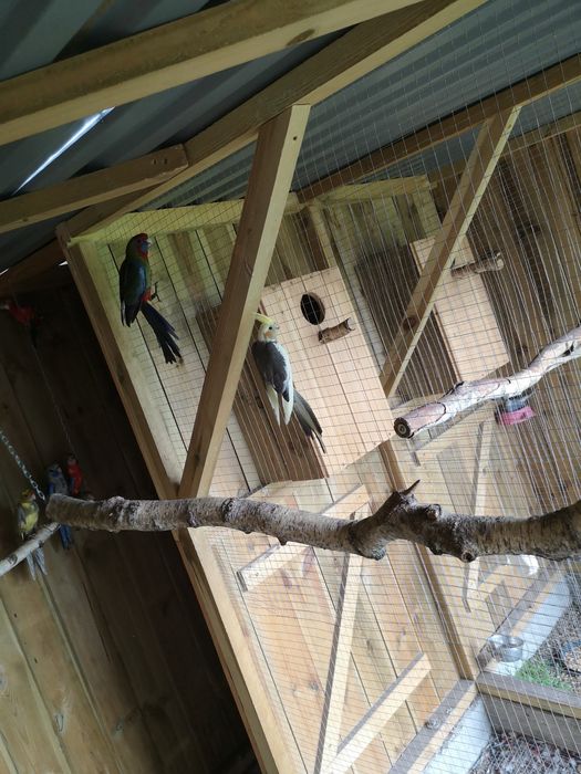 Papugi nimfy mlode 2025